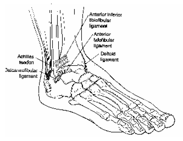 Ligaments of the Ankle